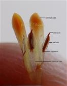  Corolla limb with stamens